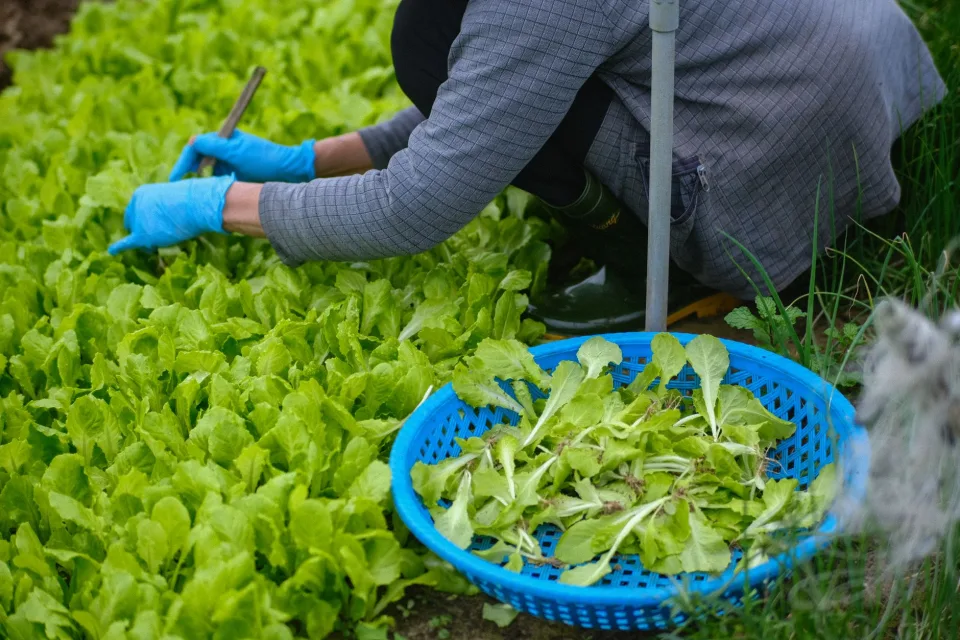 Xoài cát chín cây, đóng thùng theo yêu cầu