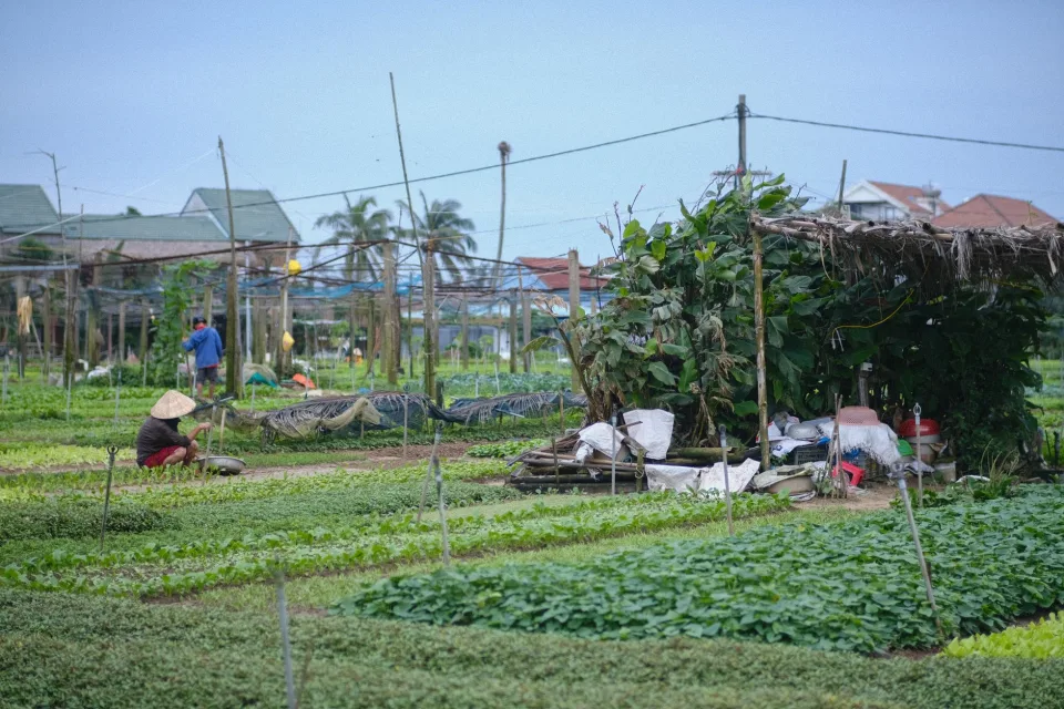 Vườn ươm
