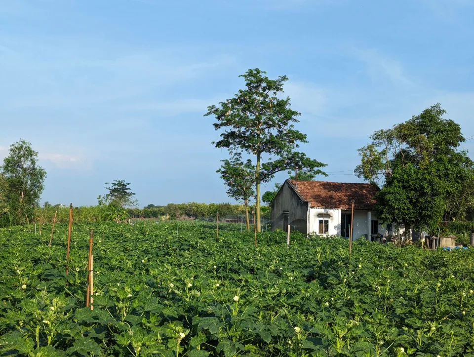 Xoài cát chín cây, đóng thùng theo yêu cầu